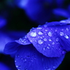 雨上がり