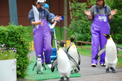 ぺんぎんのこうしん