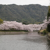 桜1-2016