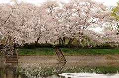 桜5-2016
