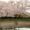 桜5-2016
