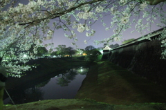 夜桜