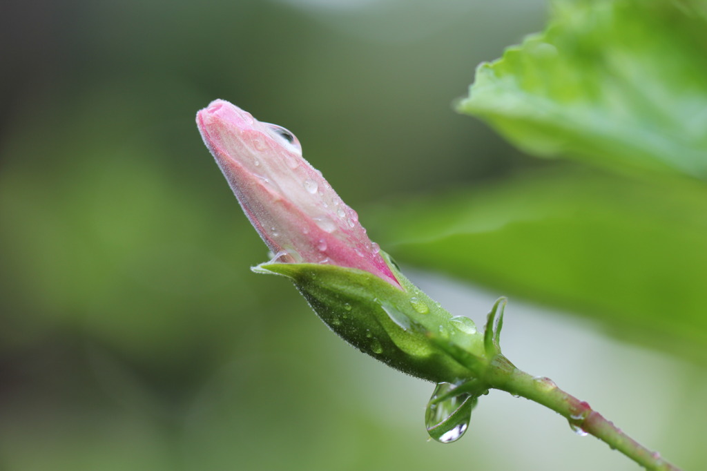 雫をまとった蕾(ハイビスカス）