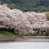 桜3-2016