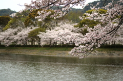 桜4-2016
