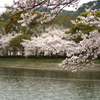 桜4-2016