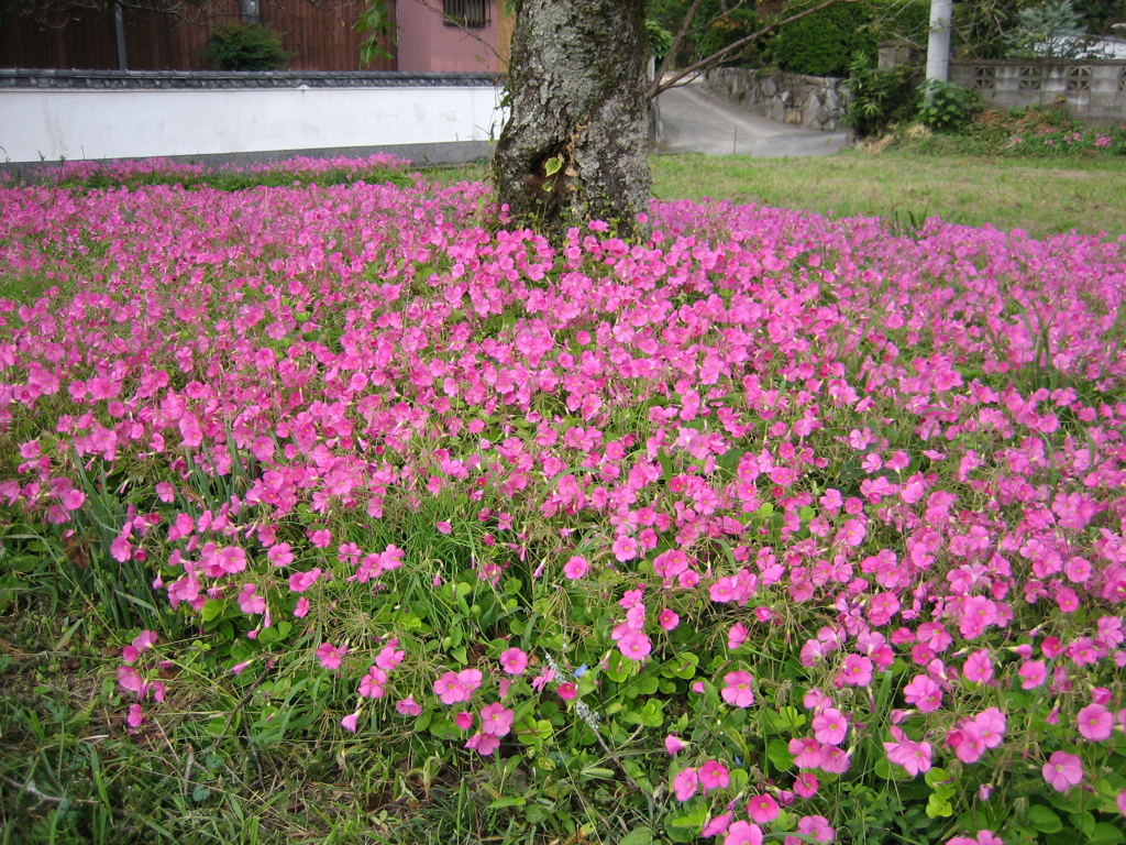 お花畑