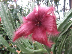 サボテンの花