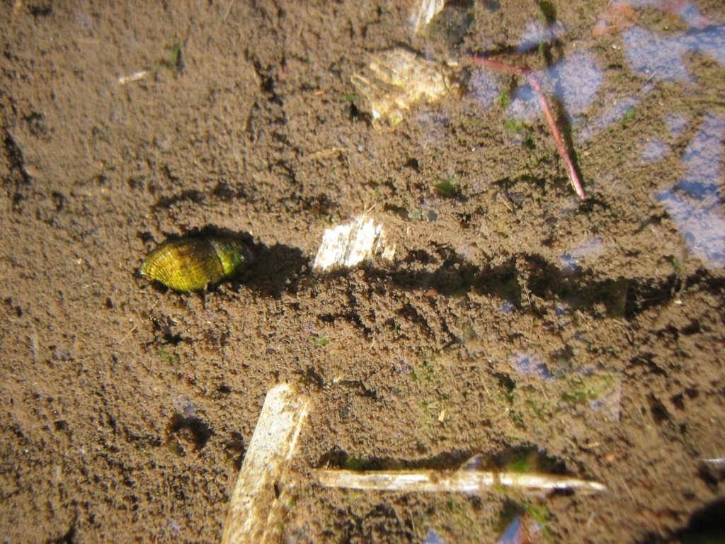 ホタルの幼虫の餌