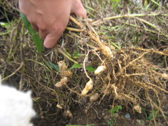 落花生の収穫