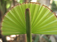 棕櫚竹の若葉