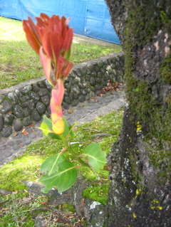 赤い木の芽