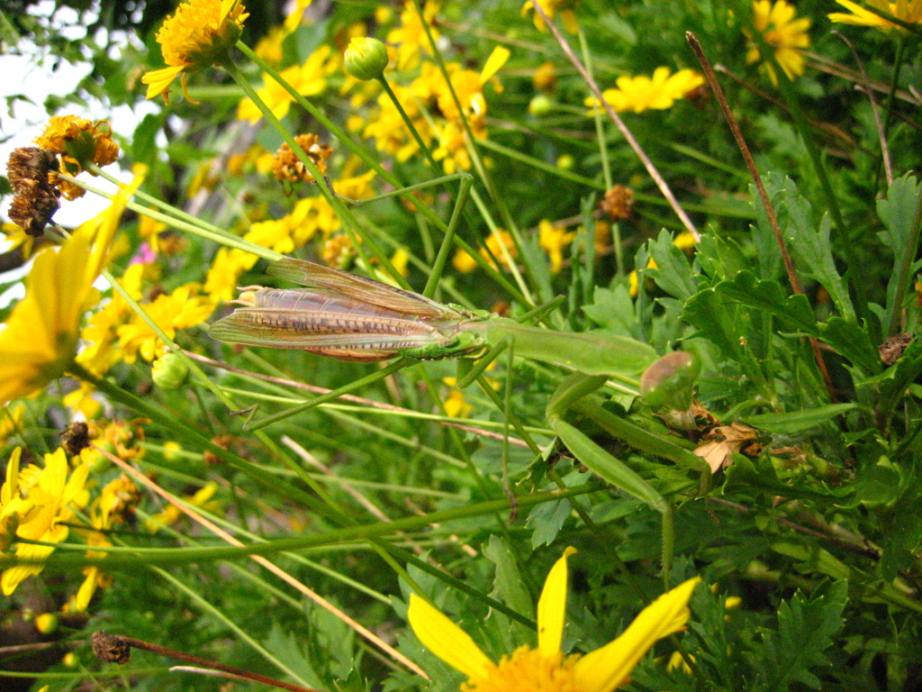 うちのカマキリです