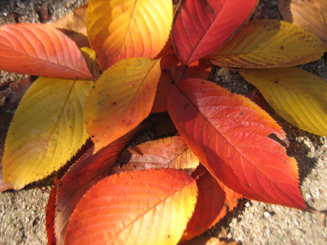 桜の紅葉落ち葉