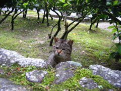 公園ねこ