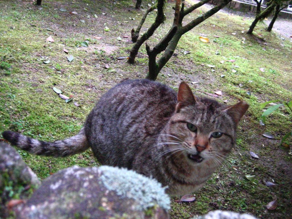 公園ねこ　２