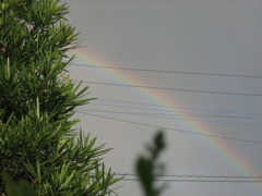 電線にかかる虹