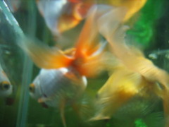 金魚 
