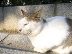 公園猫 