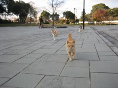 公園猫