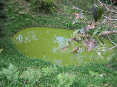 四王寺山の鏡池