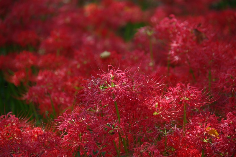 spider lily 