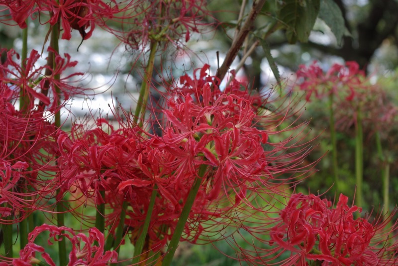 spider lily