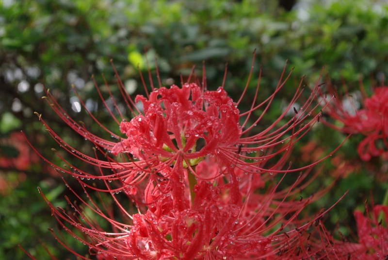 spider lily 