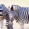 シマウマ