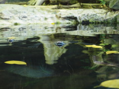 水面に