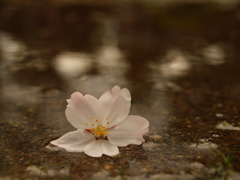 水の上にも桜