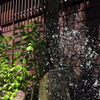 紫陽花と噴水