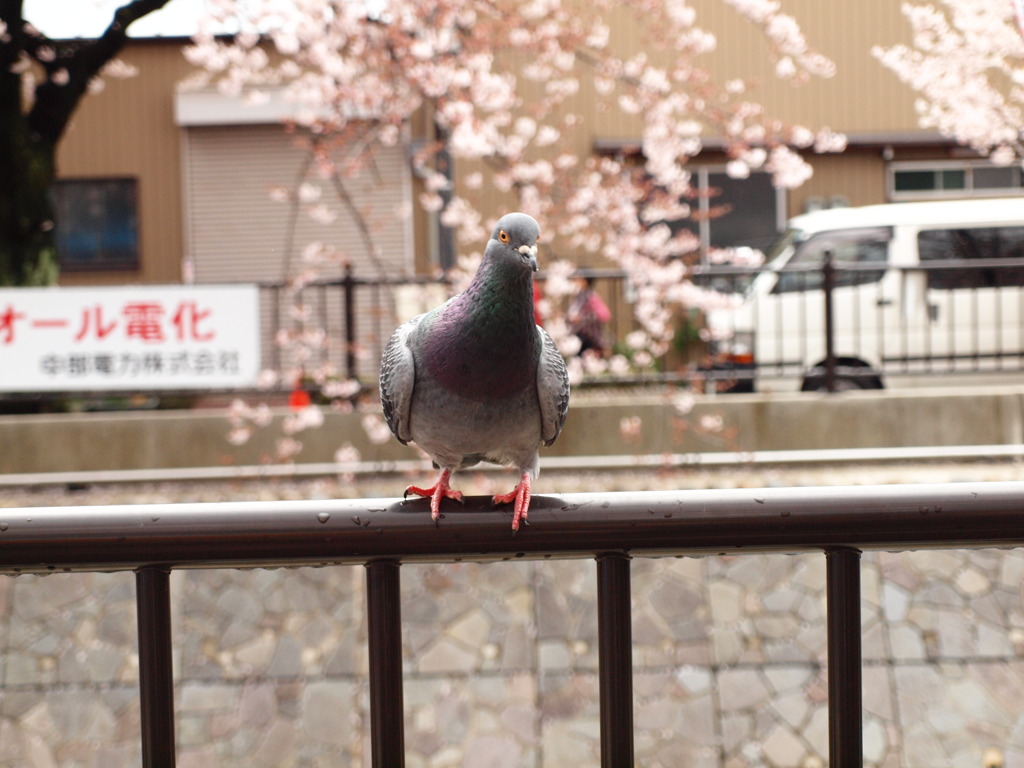 要求する鳩