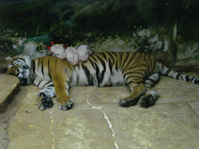 トラと子豚の共存