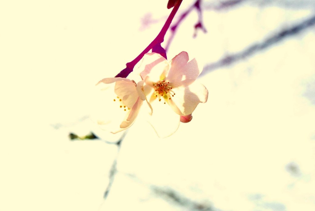桜ーハイキーー