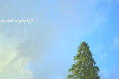空と木