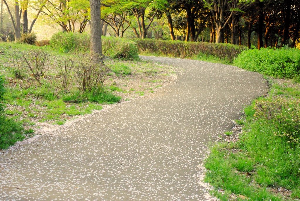 桜道２
