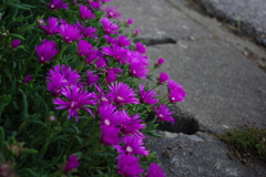 花ー紫ー道端ー