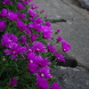 花ー紫ー道端ー