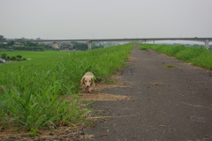 いつきちゃんと土手