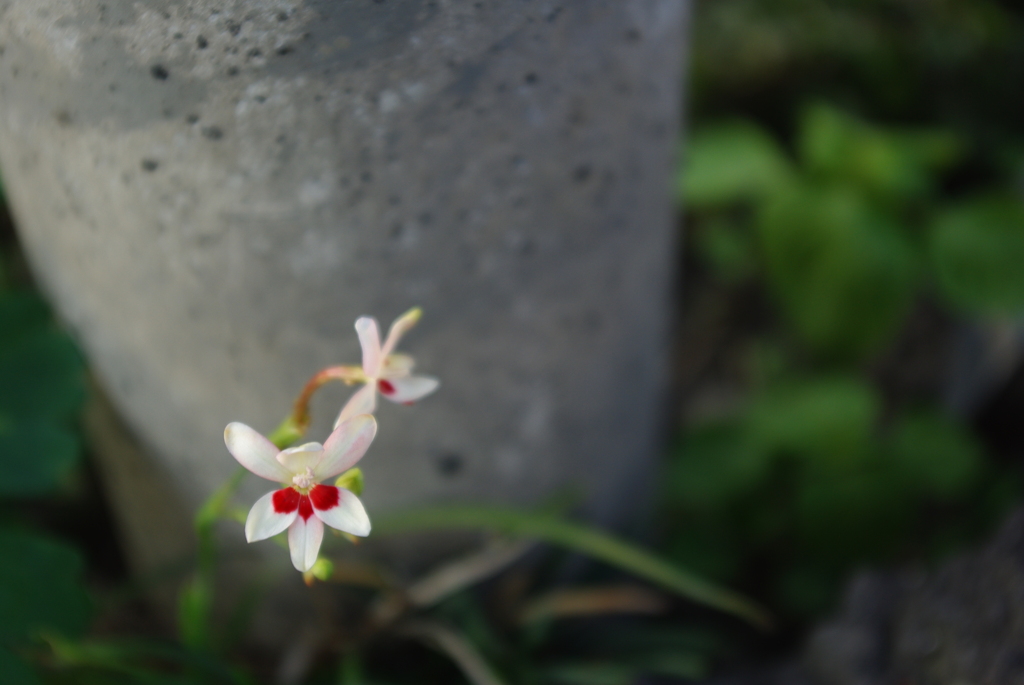 花と電柱