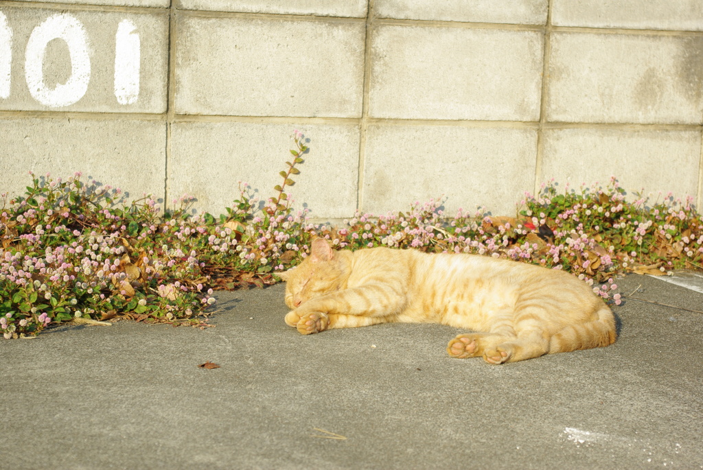 猫のお昼ね