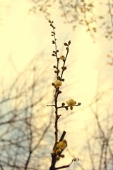 梅の花２