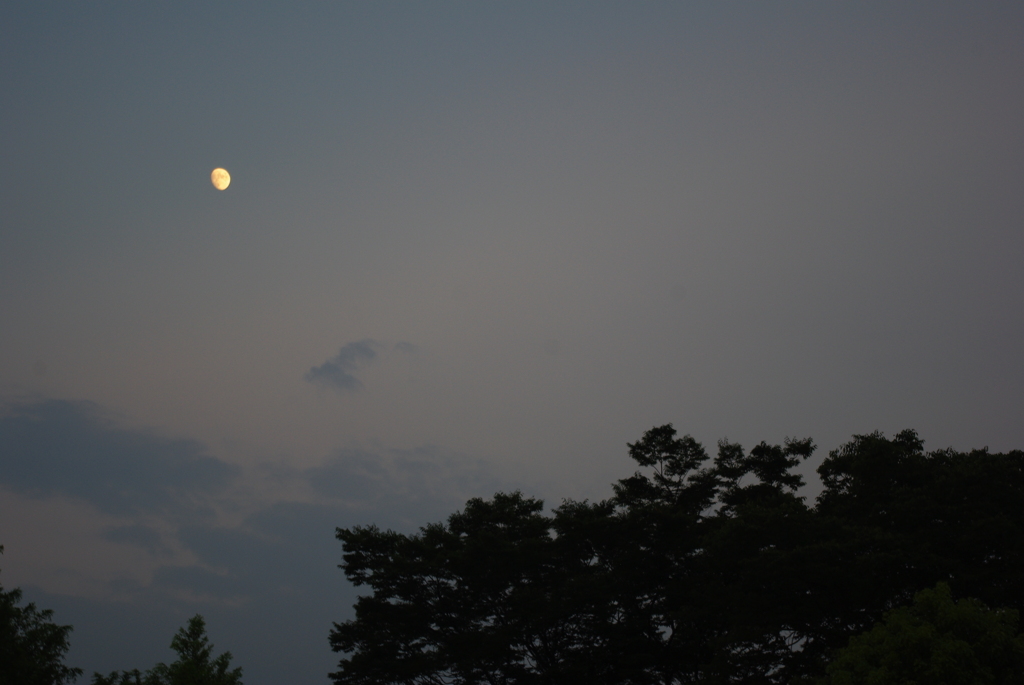 月と木