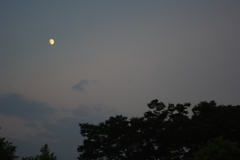 月と木