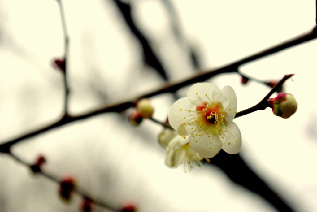 梅の花