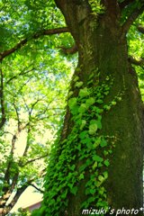 木とつたの融合