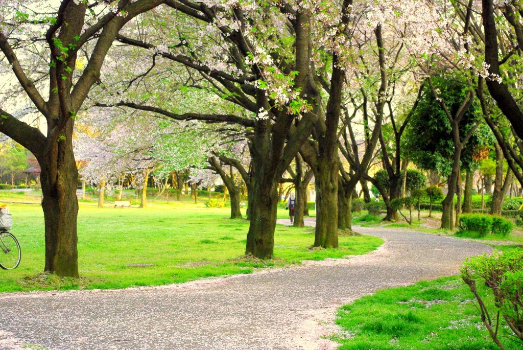 桜道