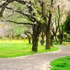 桜道