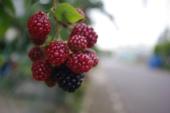 おいしそうな木の実